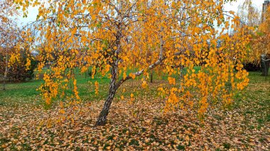 Bir huş ağacı bir açıyla büyür ve dallarla tacını tamamlar. Bu da simetri izlenimi yaratır...