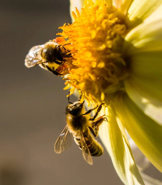 在没有野生花粉和蜂蜜植物的情况下 蜜蜂从花园的花朵中采集花粉和花蜜 — 图库照片