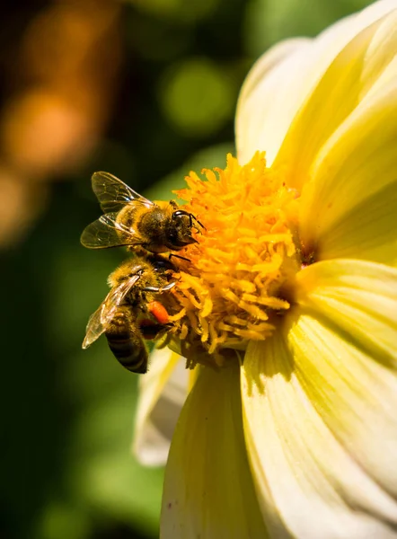 Afwezigheid Van Het Wild Groeiende Stuifmeel Honingplanten Verzamelen Bijen Stuifmeel — Stockfoto