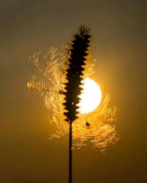 Fantasia Noturna Com Participação Sol Threads Finos Paraquedas Uma Planta — Fotografia de Stock