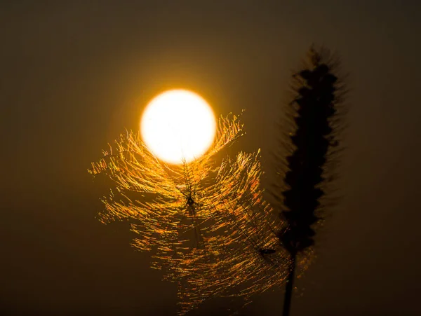 Güneş Katılımıyla Akşam Fantezisi Solmuş Bir Bitkinin Ince Iplikçikleri Işık — Stok fotoğraf