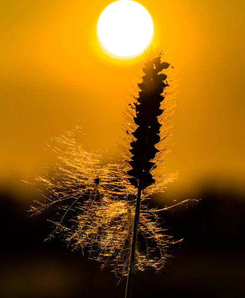 Solmuş Bir Bitkinin Ince Paraşütü Işık Dalgalarının Kırılmasını Parazitini Gözlemlemeyi — Stok fotoğraf