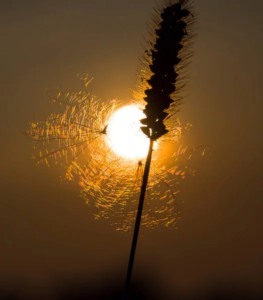 Kvällsfantasi Med Deltagande Sun Thin Trådar Fallskärmen Blek Växt Gör — Stockfoto