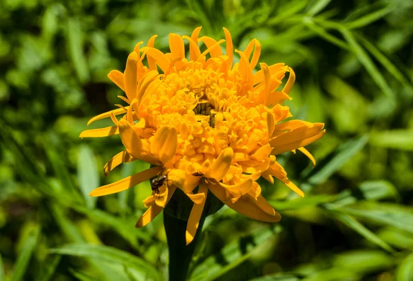 Ringelblumen Ergänzen Das Sortiment Des Goldenen Herbstes Mit Ihrer Gelben — Stockfoto