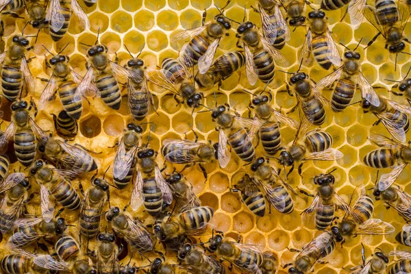 Reprodukce Včel Vajíčka Larvě Včely Pečující Larvy Krmí Foukají Vzduch — Stock fotografie