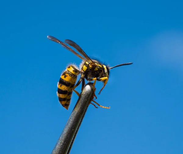閉じるを把握します ハチは科学研究中に蜂の巣のピンセットで撮影されました — ストック写真
