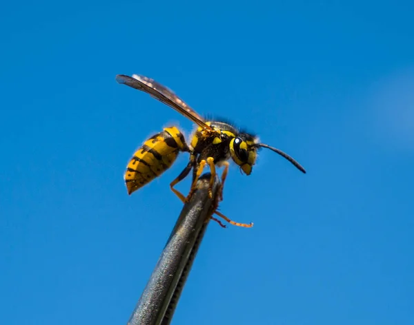 拉链特写 在科学研究过程中 这只黄蜂是用镊子在蜂窝上吃的 — 图库照片