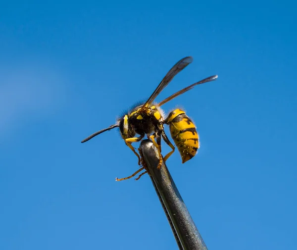 Wespen Aus Nächster Nähe Die Wespe Wurde Während Der Wissenschaftlichen — Stockfoto