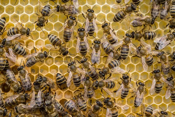 Reprodukcja Pszczół Jajka Larwy Pszczoły Dbające Larwy Karmią Ich Dmuchają — Zdjęcie stockowe