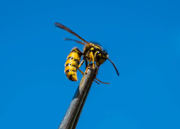 拉链特写 在科学研究过程中 这只黄蜂是用镊子在蜂窝上吃的 — 图库照片