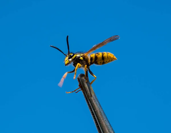 Wasp Närbild Getingen Togs Med Pincett Bikaka Vetenskaplig Forskning — Stockfoto
