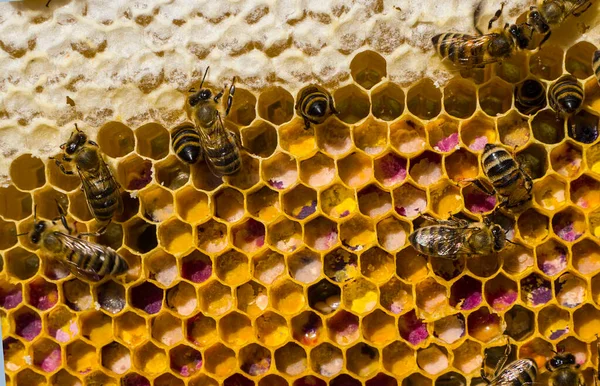ハーブの蜂蜜と花粉 アカシア リンデン 草原植物の花からのこの蜂蜜と花粉 最も癒しの蜂蜜と花粉 代替医療で使用される — ストック写真