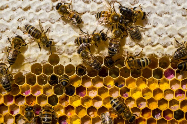 Méz Pollen Gyógynövényekből Méz Pollen Akác Hárs Mezei Növények Virágaiból — Stock Fotó