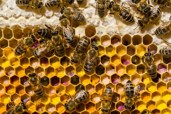 Honing Stuifmeel Van Kruiden Deze Honing Stuifmeel Van Bloemen Van — Stockfoto