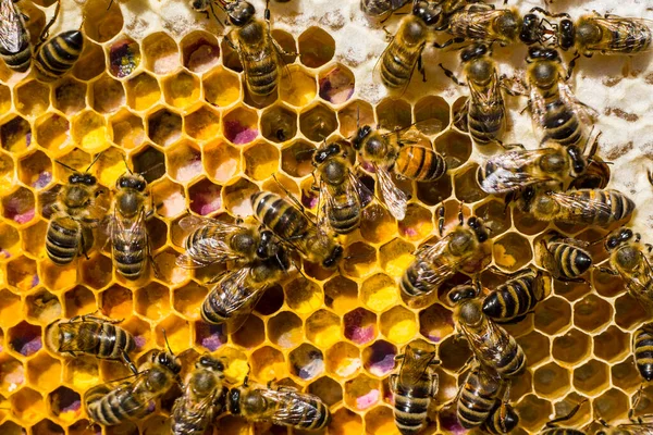 ハーブの蜂蜜と花粉 アカシア リンデン 草原植物の花からのこの蜂蜜と花粉 最も癒しの蜂蜜と花粉 代替医療で使用される — ストック写真