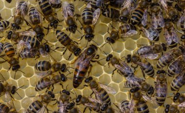 Hala döllenmemiş ve bu yüzden işçi arılarla çevrili değil..