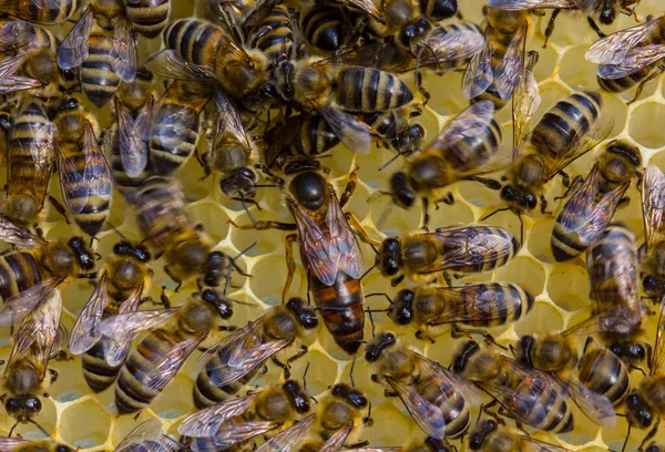 Queen Bee lays eggs in a honeycomb Queen Bee is always surrounded by working bees  her servant.