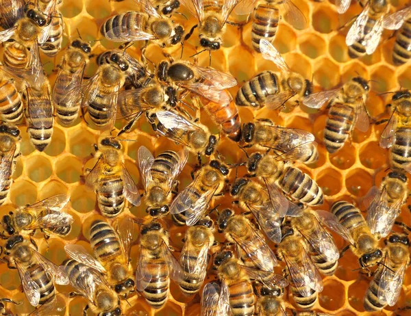 Koningin Bee Legt Eieren Een Honingraat Koningin Bee Altijd Omringd — Stockfoto