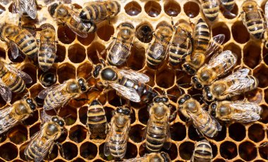 Queen bee lay eggs in the honeycomb. Queen Bee is always surrounded by working bees  her servant.