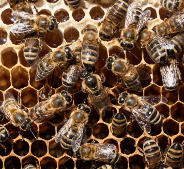 Queen bee lay eggs in the honeycomb. Queen Bee is always surrounded by working bees  her servant.