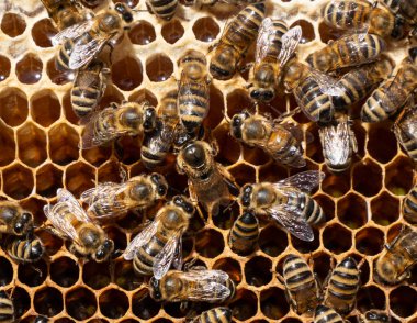 Queen bee lay eggs in the honeycomb. Queen Bee is always surrounded by working bees  her servant.