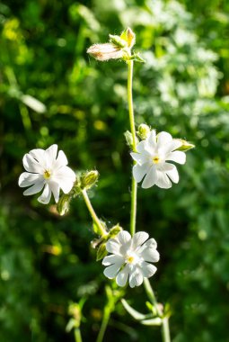 Silene latifoli flowers are closed during the day and open only at dusk, exuding an unusual aroma.  Used as a mild sleeping pill.