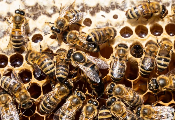 Королева Пчела Откладывает Яйца Сотах Королева Пчела Всегда Окружена Рабочими Стоковое Изображение