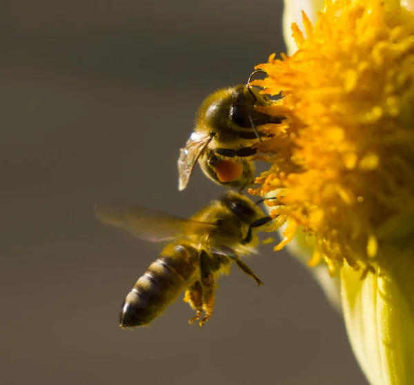 在没有野生花粉和蜂蜜植物的情况下 蜜蜂从花园的花朵中采集花粉和花蜜 — 图库照片