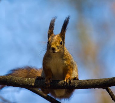 Evcil sincap çocukları. Flörtün amacı....