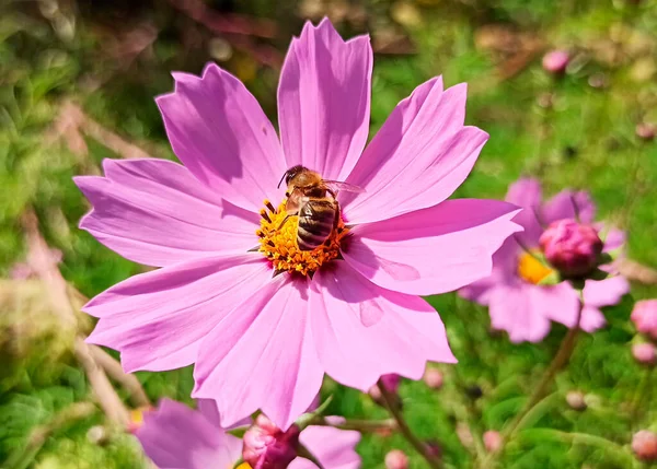 コスモスの花に蜂 蜂はコスモスの花から蜜と花粉を収集します — ストック写真