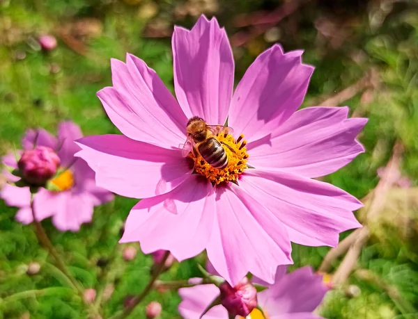 Una Abeja Recoge Néctar Polen Una Flor Del Cosmos — Foto de Stock