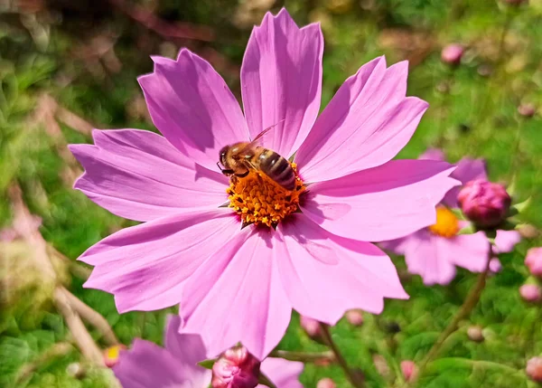 Une Abeille Recueille Nectar Pollen Une Fleur Cosmos — Photo