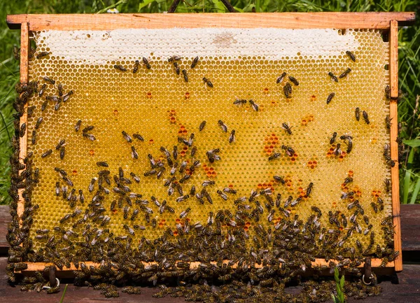 Arı Kovanından Çıkarılan Petek Üzerinde Tehlikeli Hareket — Stok fotoğraf
