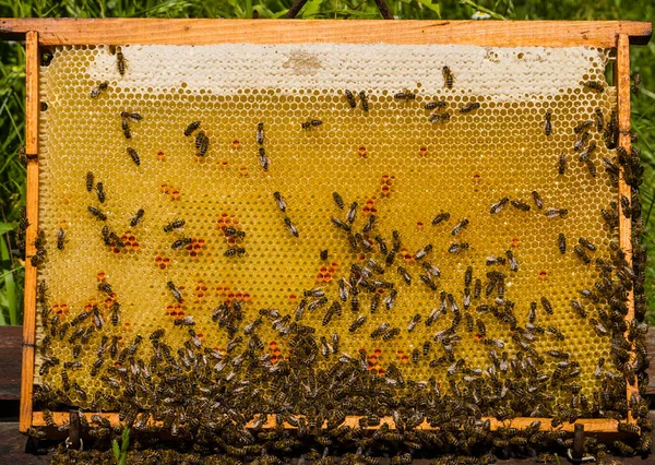 蜂窝上的蜜蜂是从蜂窝中提取出来的 蜜蜂履行各种职能 这取决于他们的年龄 — 图库照片