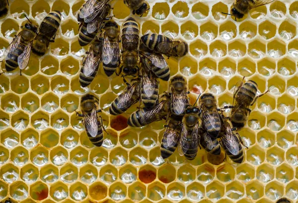 Včely Přinášejí Úlu Nektar Plní Jím Plástev Medu — Stock fotografie