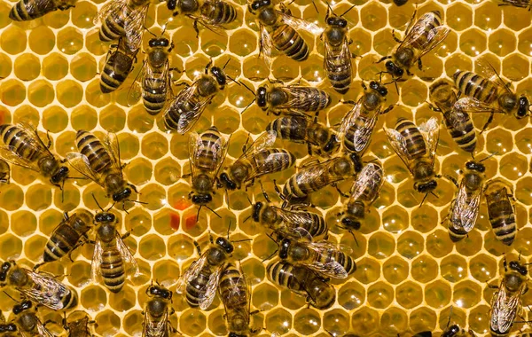 Arılar Kovana Nektar Getirir Bal Peteğini Onunla Doldurur — Stok fotoğraf