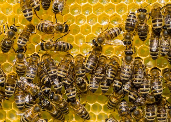 蜜蜂将花蜜转换成蜂蜜和在蜂窝覆盖它 — 图库照片