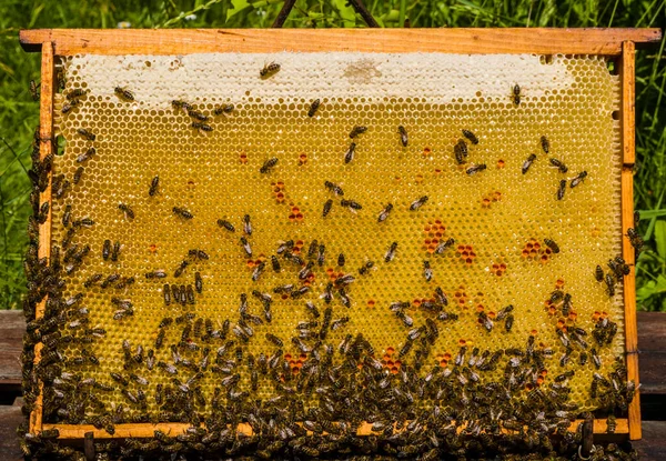 花蜜和蜂蜜在梳子里 蜂窝中提取的蜂群中的蜜蜂表现得惊人 — 图库照片