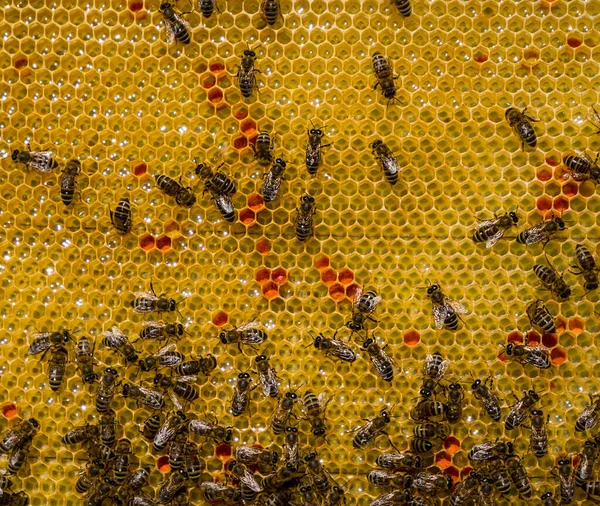 蜂蜜を櫛に入れます ミツバチの花粉は蜂蜜で注がれます これがペルガの形成方法です — ストック写真