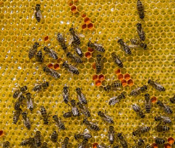 Bees Flower Pollen Nectar Honey Comb Pollen Brought Bees Placed — Stock Photo, Image