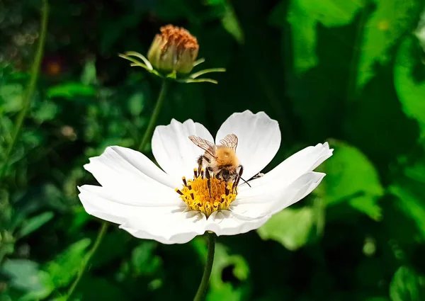 Hommel Een Kosmos Bloem Het Insect Verzamelt Nectar Stuifmeel Van — Stockfoto