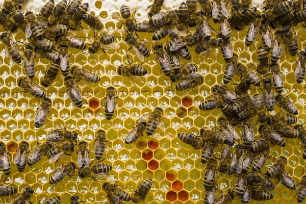 Pyłek Kwiatowy Jest Umieszczany Kombajny Woskowe Kolor Pyłku Zależy Tego — Zdjęcie stockowe