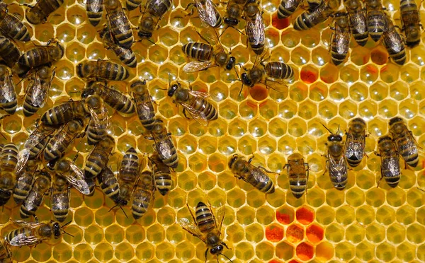 花の花粉はワックス化合物に入れられ 花粉は蜂の発生や代替医療にも利用されています 原背景 — ストック写真