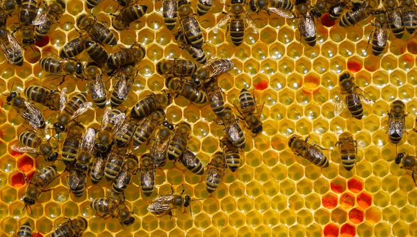 Pyłek Kwiatowy Umieszczany Jest Grzebieniach Woskowych Pyłek Jest Stosowany Jako — Zdjęcie stockowe