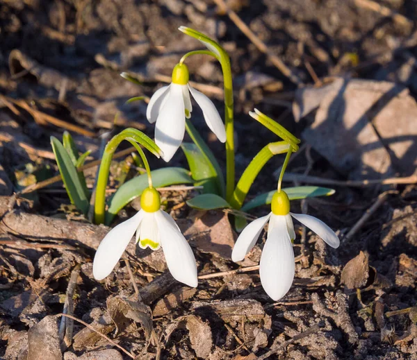 Delikatne Nieskazitelne Piękno Przyrodzie Śnieżynka Galanthus Jest Pierwszym Kwiatem Wiosny — Zdjęcie stockowe