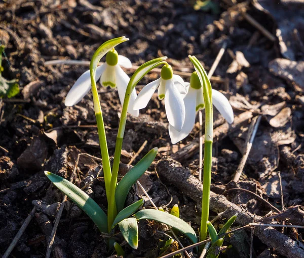 Mild Och Orörd Skönhet Naturen Snöfall Galanthus Vårens Första Blomma — Stockfoto