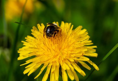 Arı karahindiba çiçeğinden nektar ve polen toplar. Karahindiba memurları nektar ve polen üretir..