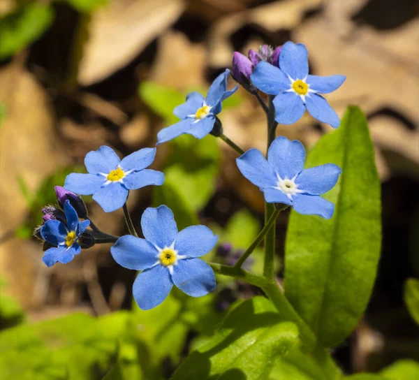  Güzel bahar çiçeği unutma beni, Myosotis Sylvatica. Uzun ömürlü olmayan bir bitki, Myosotis Sylvatica.