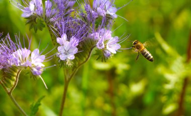 Bir arı, safra çiçeklerinden nektar ve polen toplar. Phacelia harika bir bal bitkisi ve yeşil gübre..