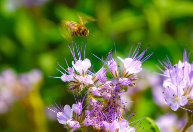 Bir arı, safra çiçeklerinden nektar ve polen toplar. Phacelia harika bir bal bitkisi ve yeşil gübre..